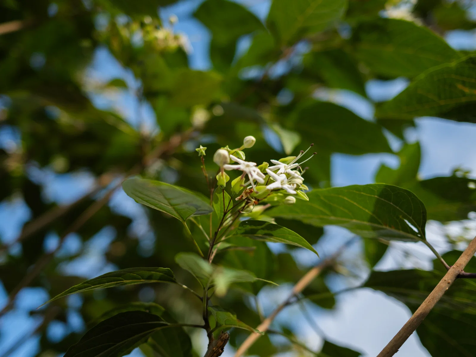 Clerodendrum Trichototum Meerstammig (Kansenboom)-5