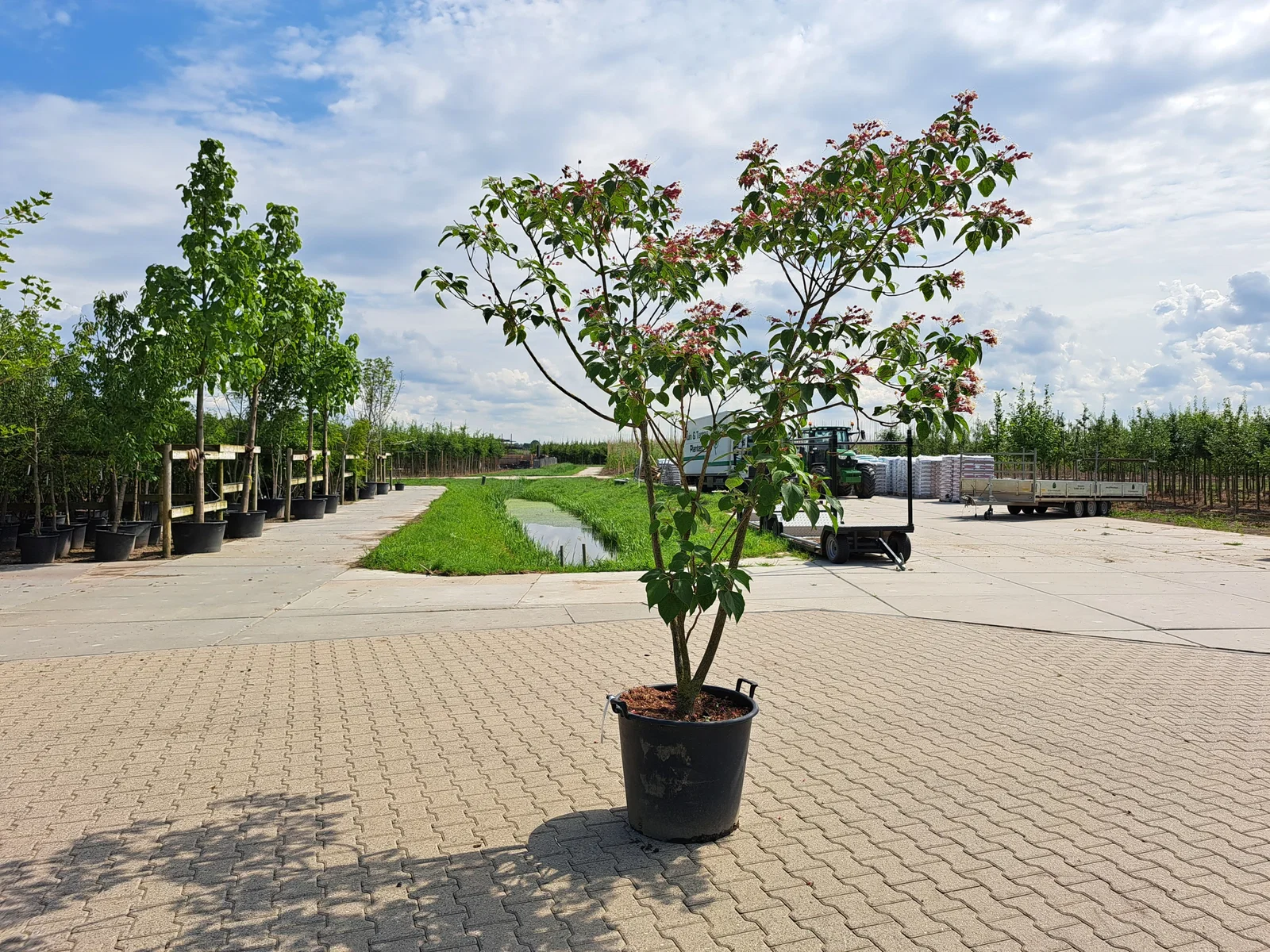 Clerodendrum Trichototum Meerstammig (Kansenboom)-3