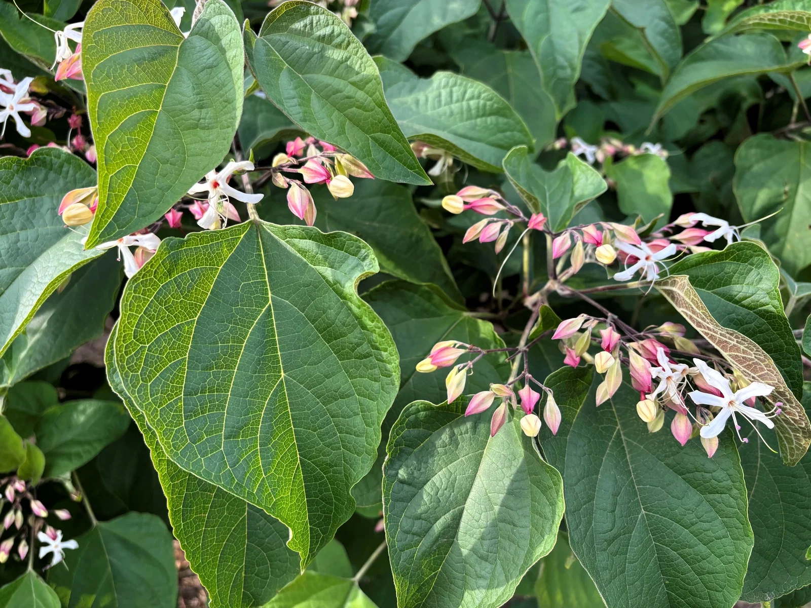 Clerodendrum Trichototum Meerstammig (Kansenboom)-6