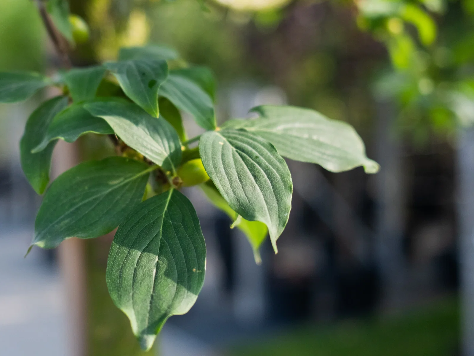Cornus Mas Mehrstämmig (Kornelkirsche)-4