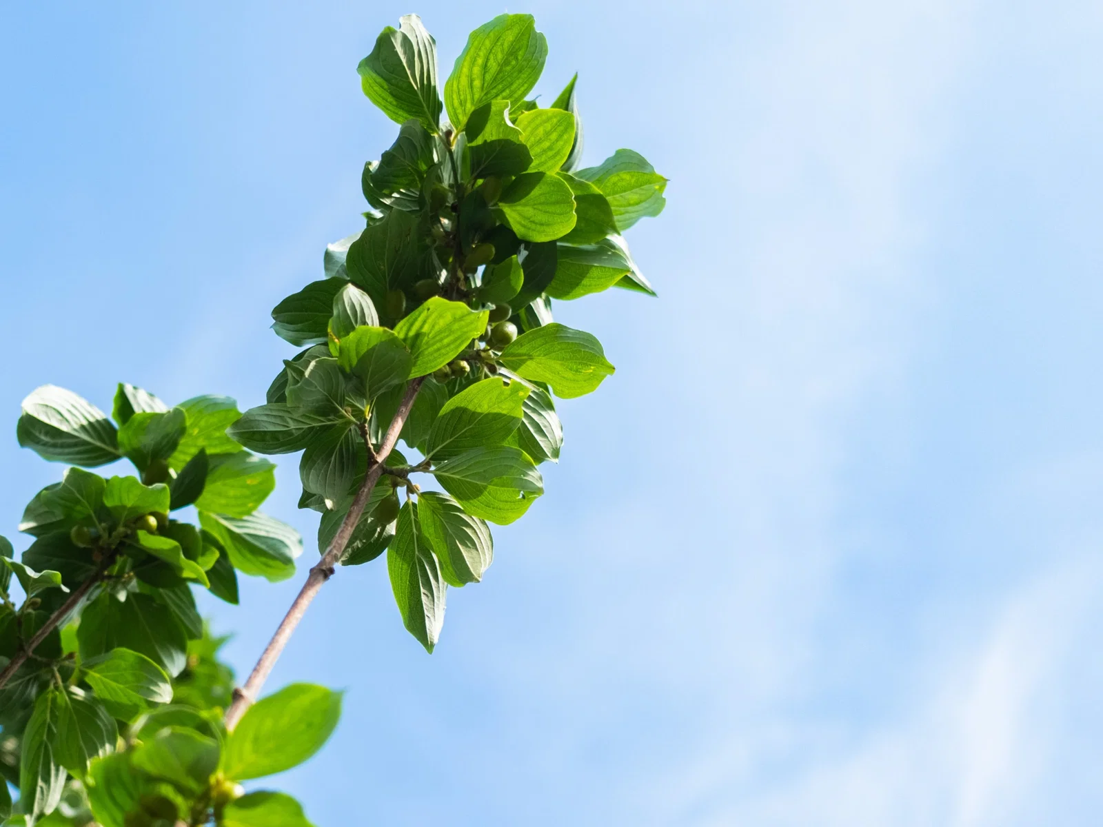 Cornus Mas Mehrstämmig (Kornelkirsche)-5