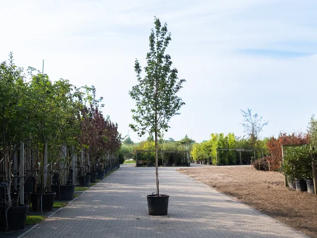 Cornus Mas (Kornelkirsche)