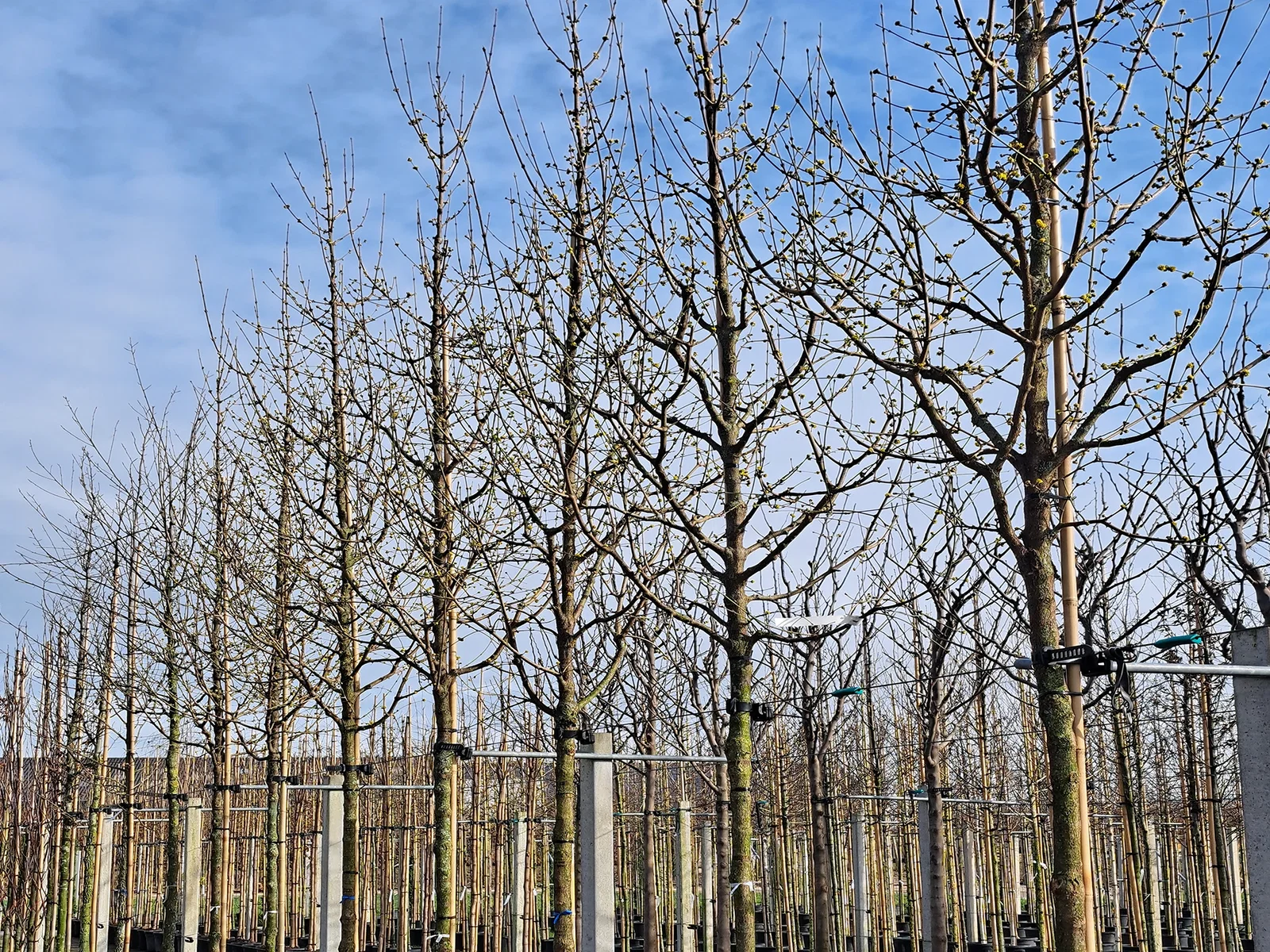 Cornus Mas (Kornelkirsche)-6