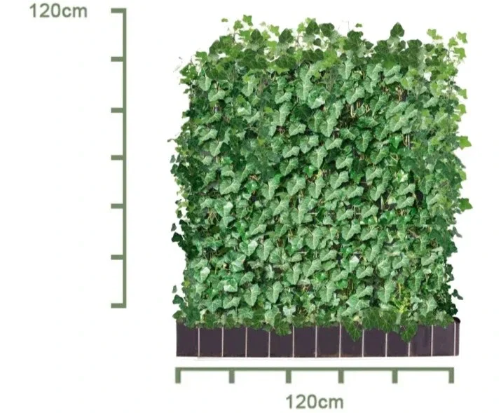 Hedera Hibernica Heckenelemente (Efeu)-3