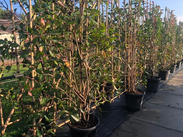 Photinia Fraseri Red Robin Heckenelement (Glanzmispel)