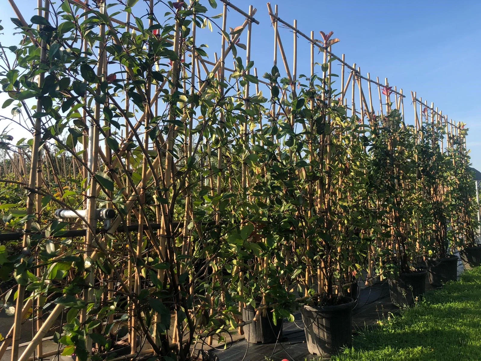Photinia Fraseri Red Robin Heckenelement (Glanzmispel)-4