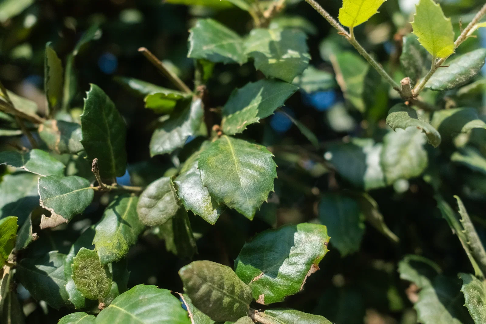 Quercus Ilex Heckenelement (Steineiche)-2