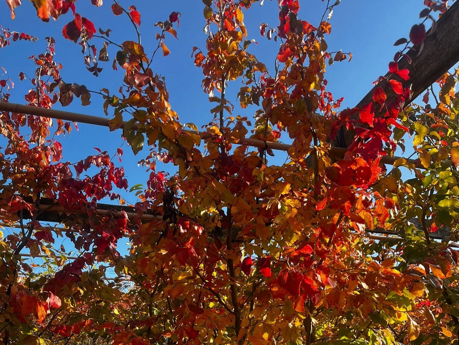 Parrotia Persica Haagelement (Lei Perzisch IJzerhout)-2
