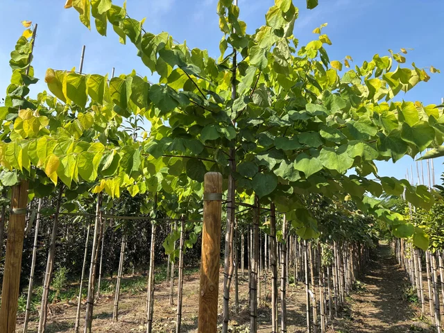 Cercis Canadensis Hearts of Gold (Judasbaum)