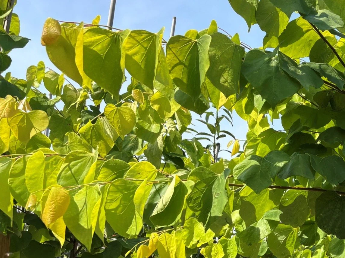 Cercis Canadensis Hearts of Gold (Judasboom)-3