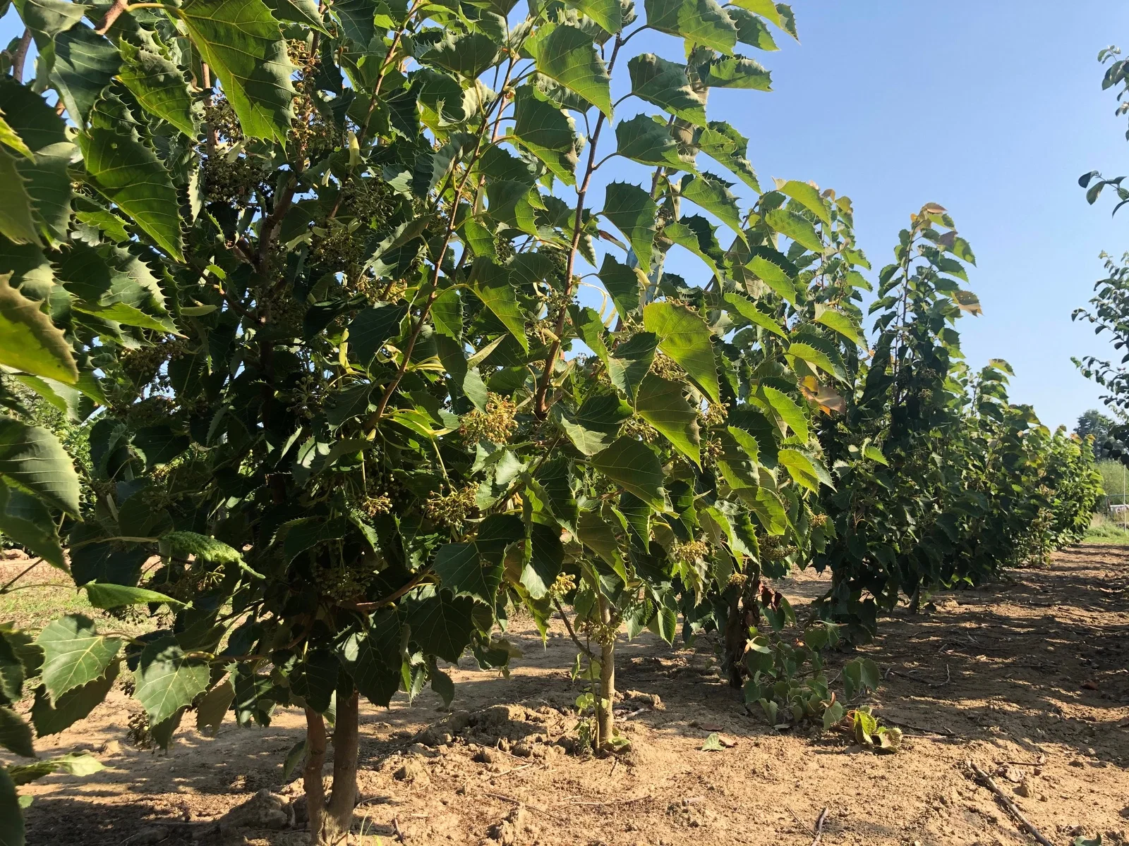 Tilia Henryana Mehrstämmig (Linde)-1