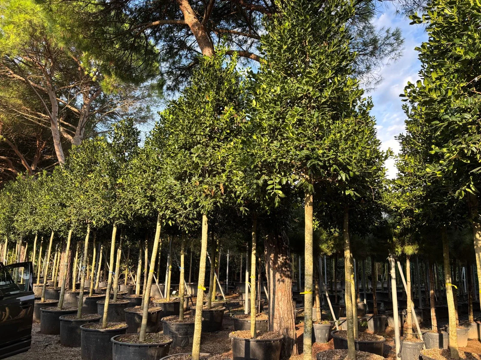 Ilex Nellie Stevens (Stechpalme)-9