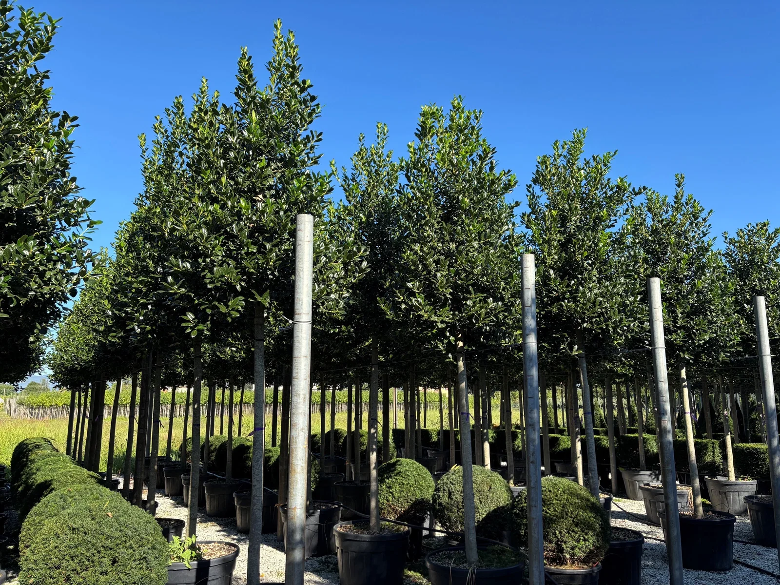 Ilex Nellie Stevens (Stechpalme)-5