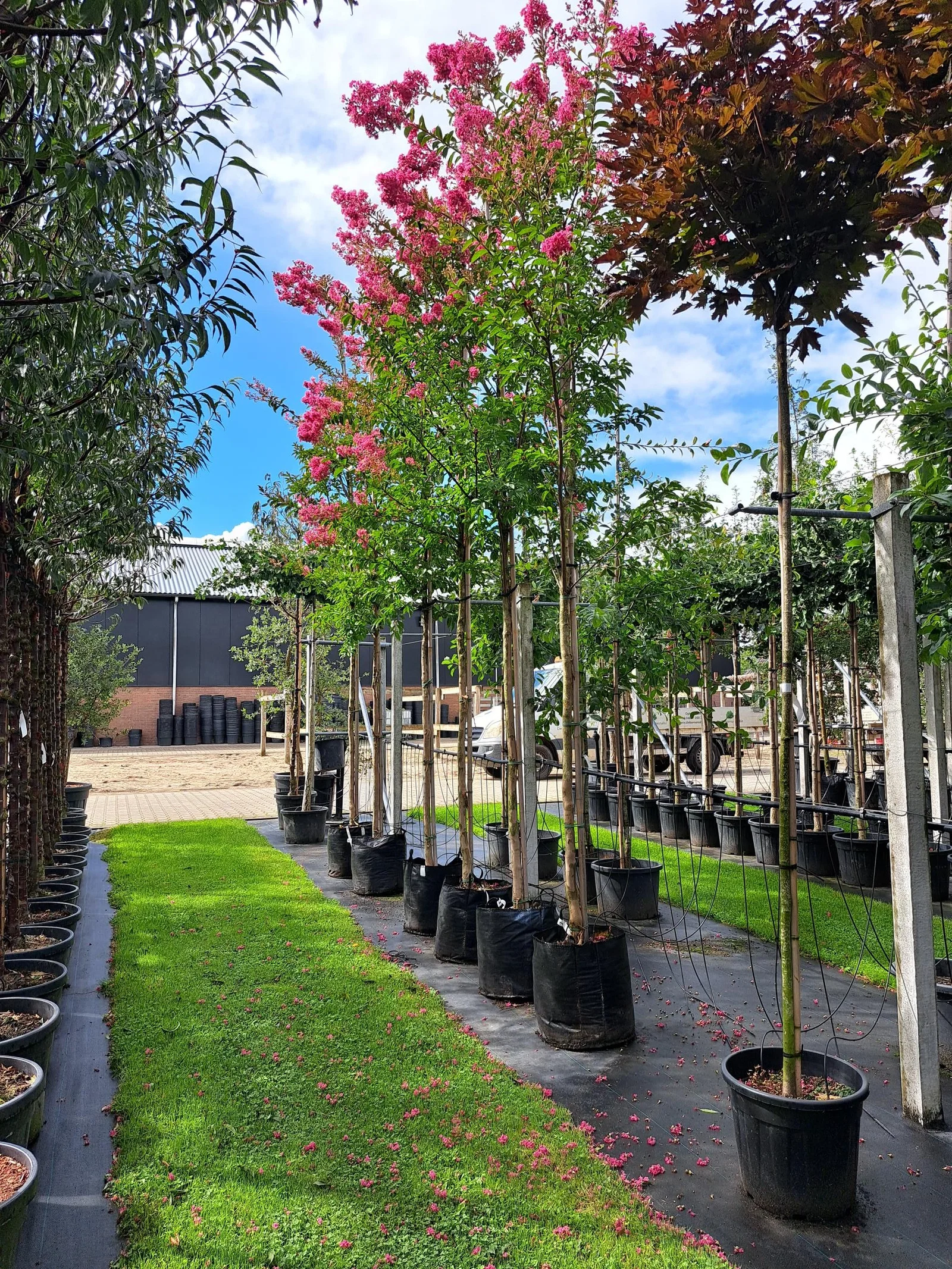 Lagerstroemia Indica (Kreppmyrte)-3
