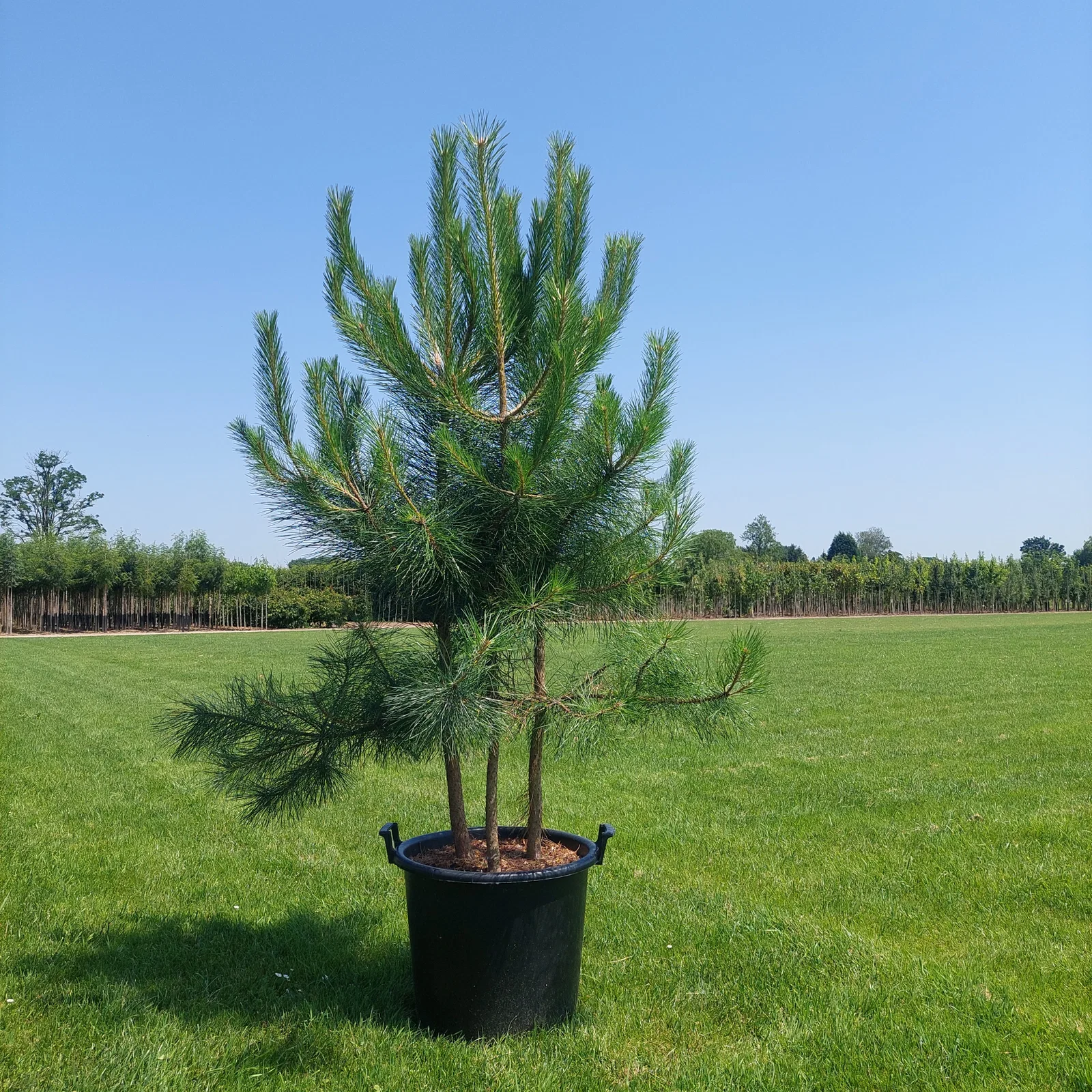 Pinus Nigra Mehrstämmig (Österreichische Schwarzkiefer)-3