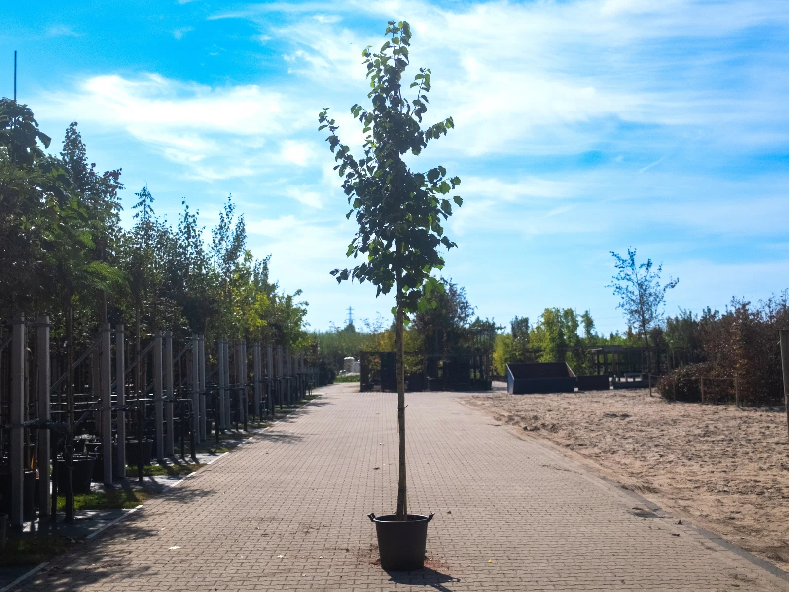 Corylus Colurna (Baumhasel)-4