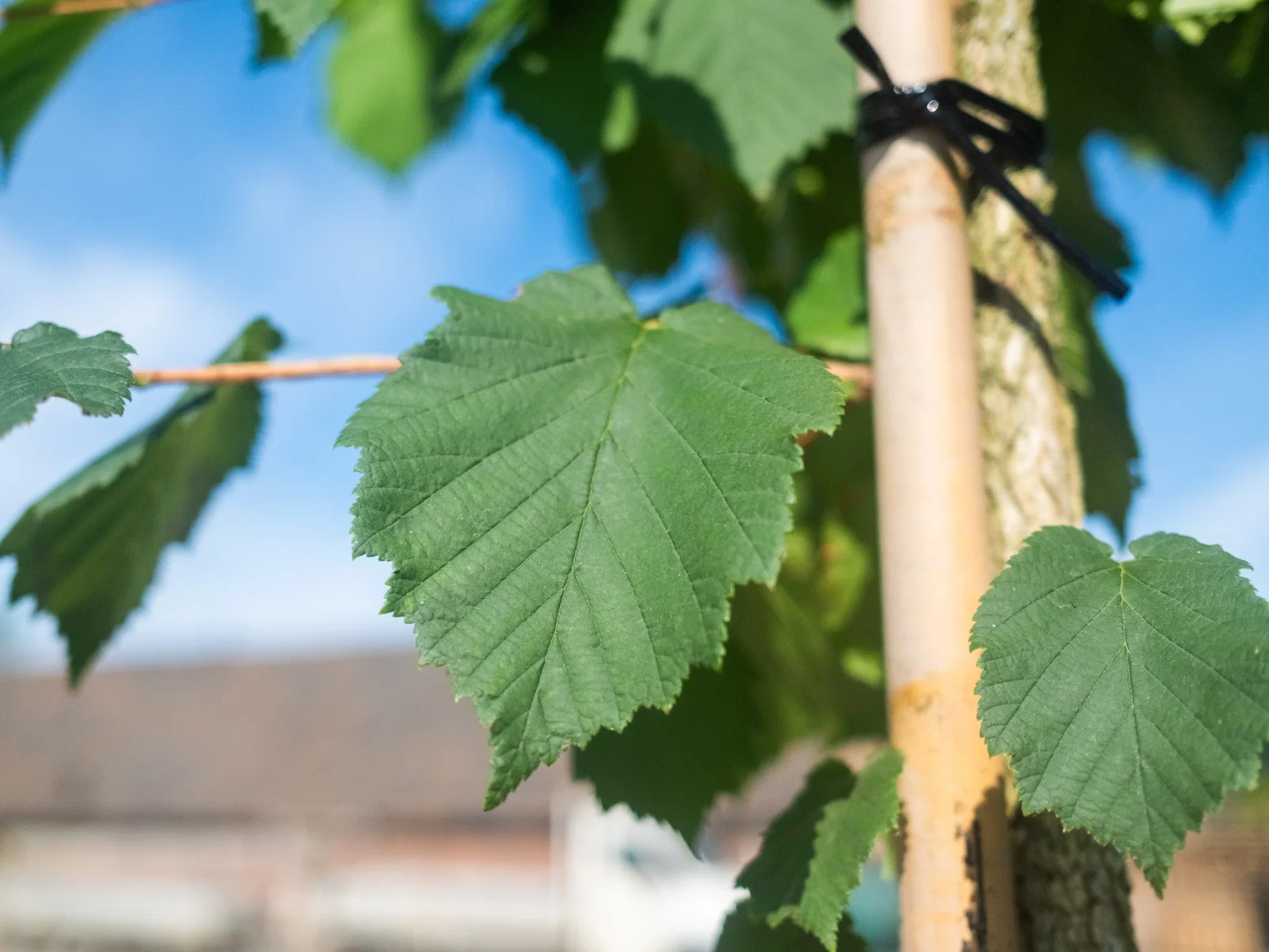 Corylus Colurna (Baumhasel)-6