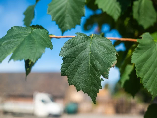 Corylus Colurna Spalierbaum (Baumhasel / Türkische Hasel)