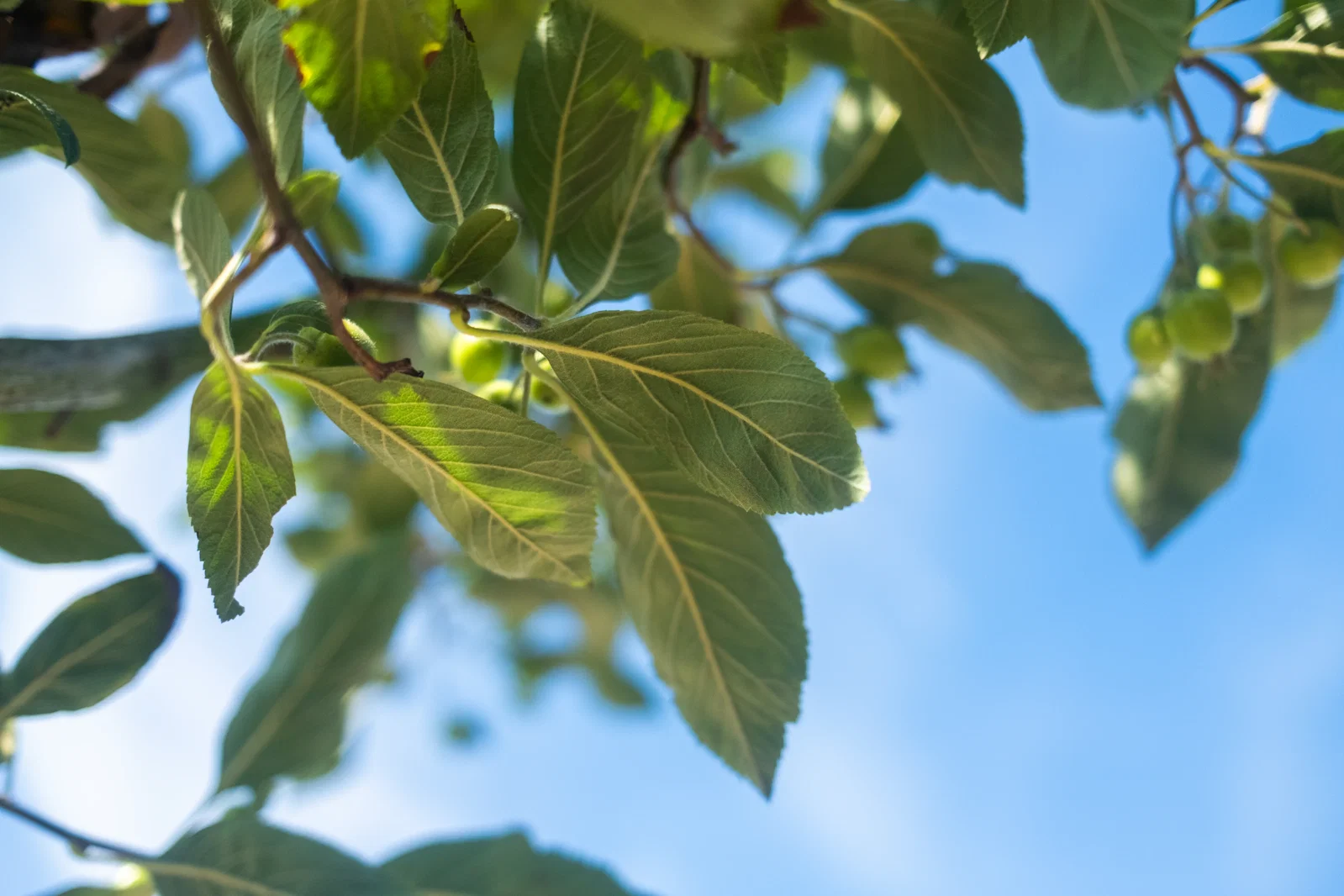Crataegus Lavalleei Carrierei (Weißdorn)-4