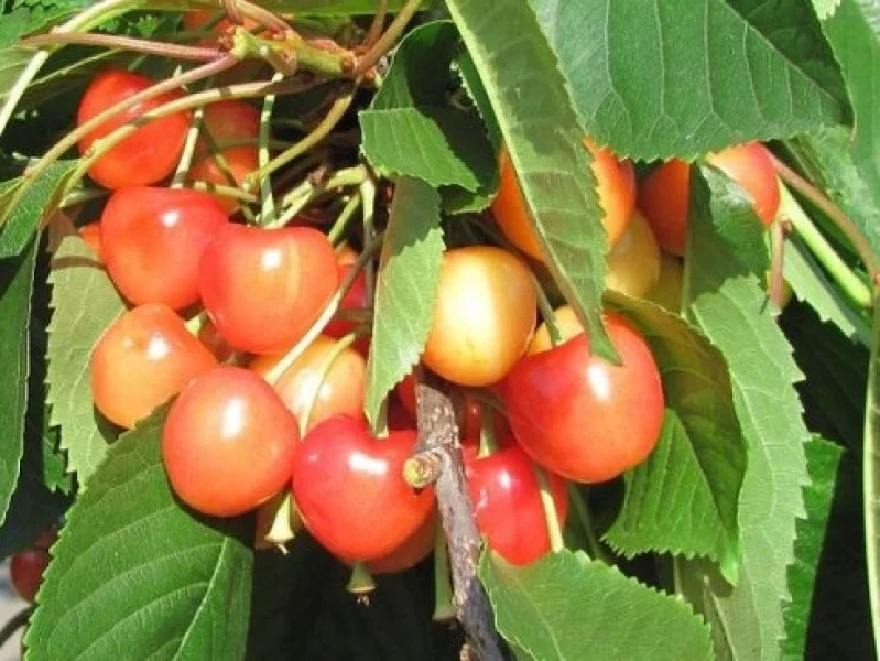 Prunus avium Bigarreau Napoleon (Blonde Kers)-2