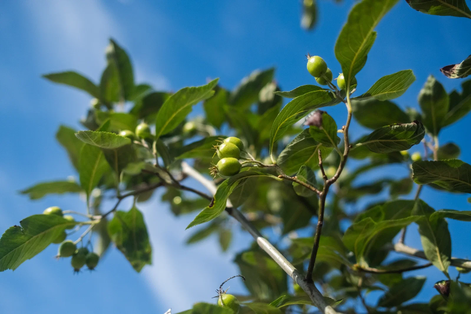 Crataegus Lavalleei Carrierei (Weißdorn)-2