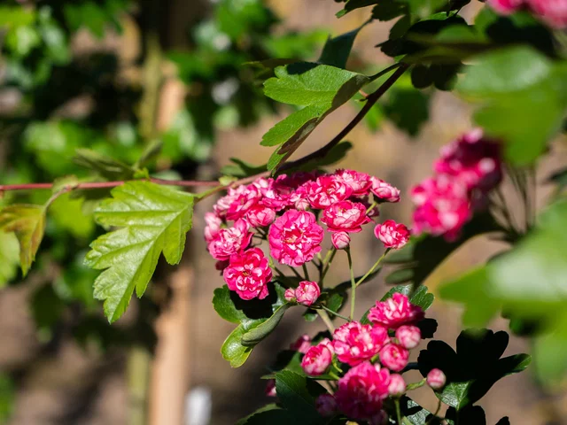 Crataegus Media Pauls Scarlet Halbstamm (Rotdorn)