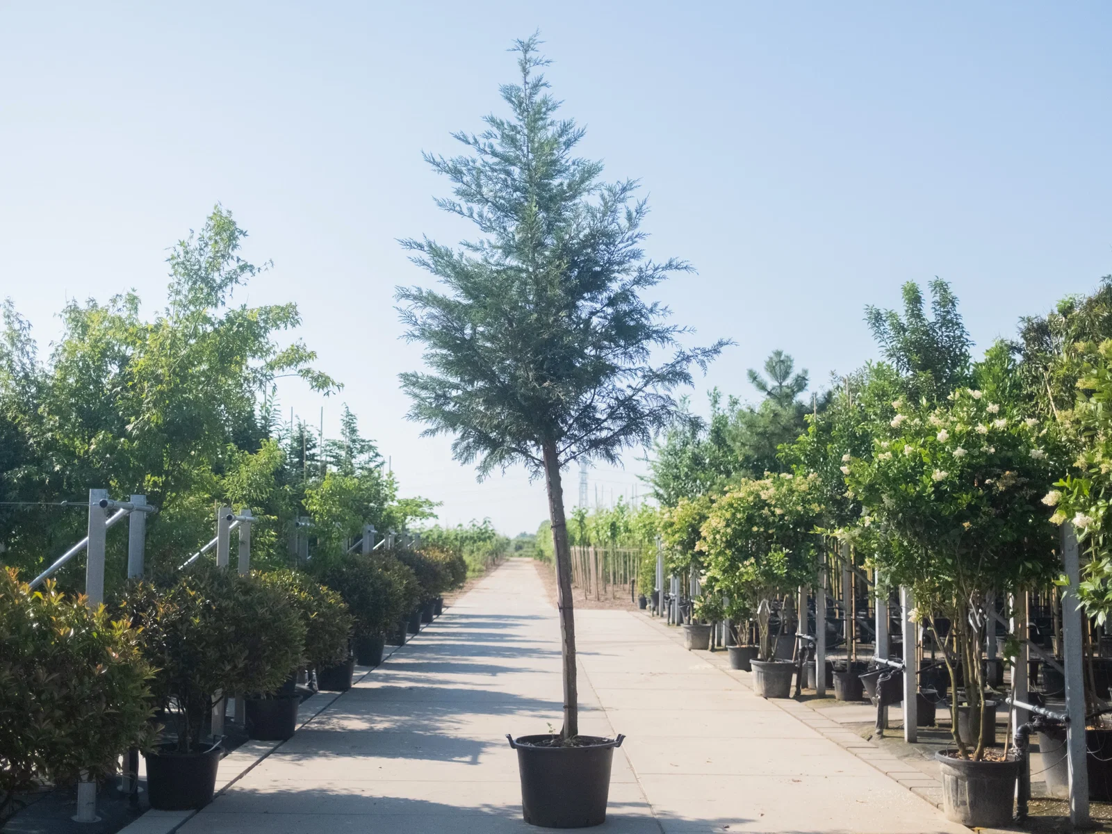 Cupressocyparis Leylandii Hochstamm (Leyland-Zypresse)-1