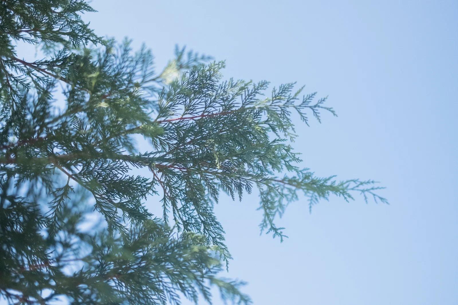 Cupressocyparis Leylandii Hochstamm (Leyland-Zypresse)-2