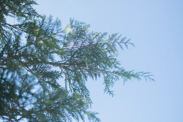Cupressocyparis Leylandii Hochstamm (Leyland-Zypresse)