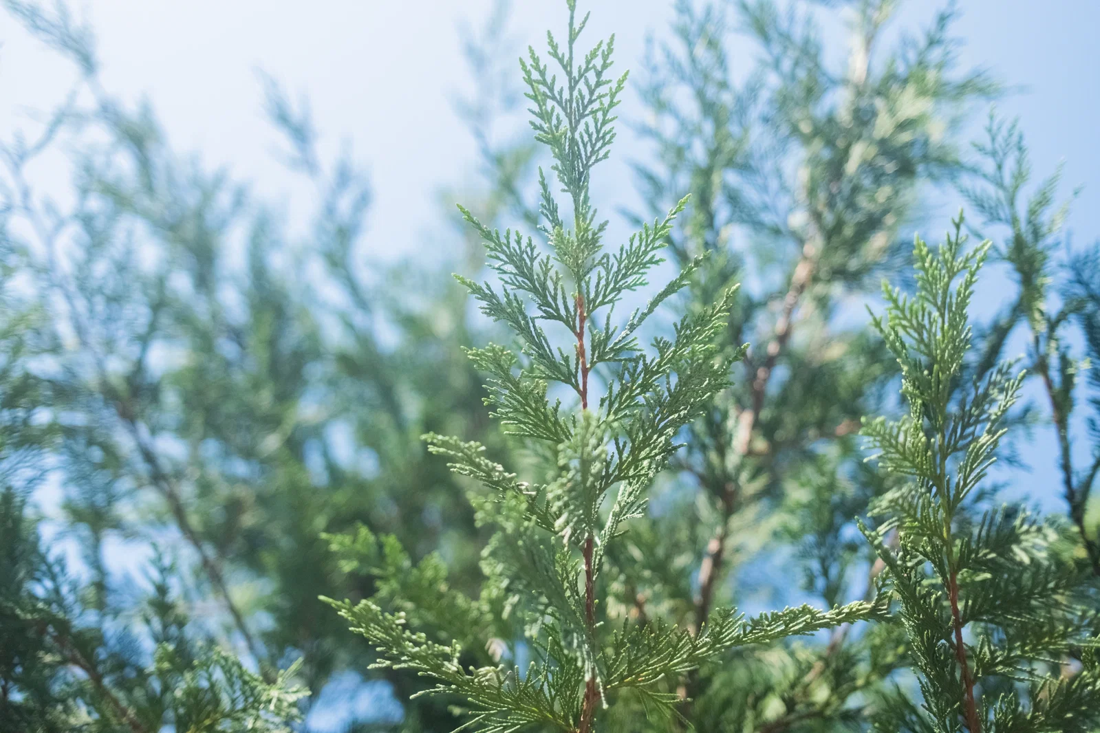 Cupressocyparis Leylandii Leiboom (Coniferenboom)-2