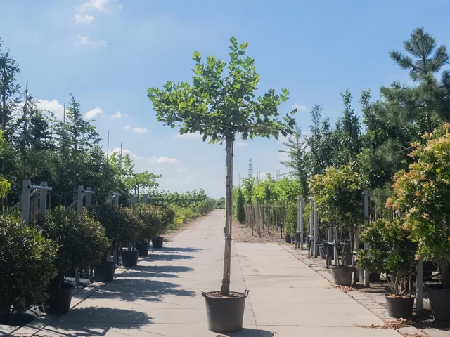 Platanus hispanica mehrjährige Dachform (Ahornblättrige Platane)