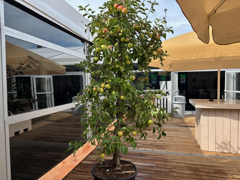 Oude Vruchtappel (Malus domestica Elstar)