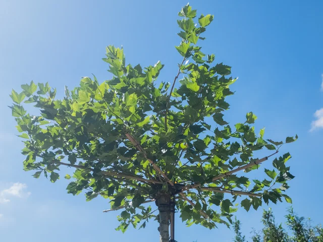 Platanus hispanica mehrjährige Dachform (Ahornblättrige Platane)