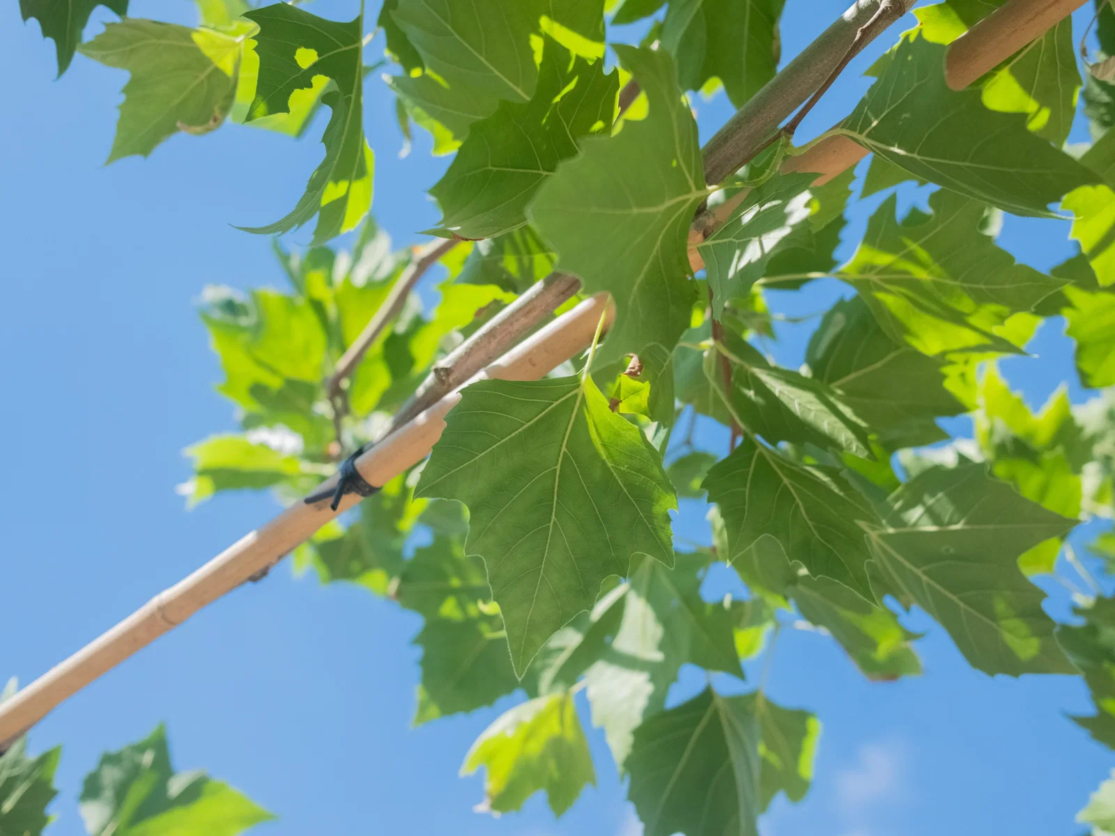 Platanus hispanica mehrjährige Dachform (Ahornblättrige Platane)-3
