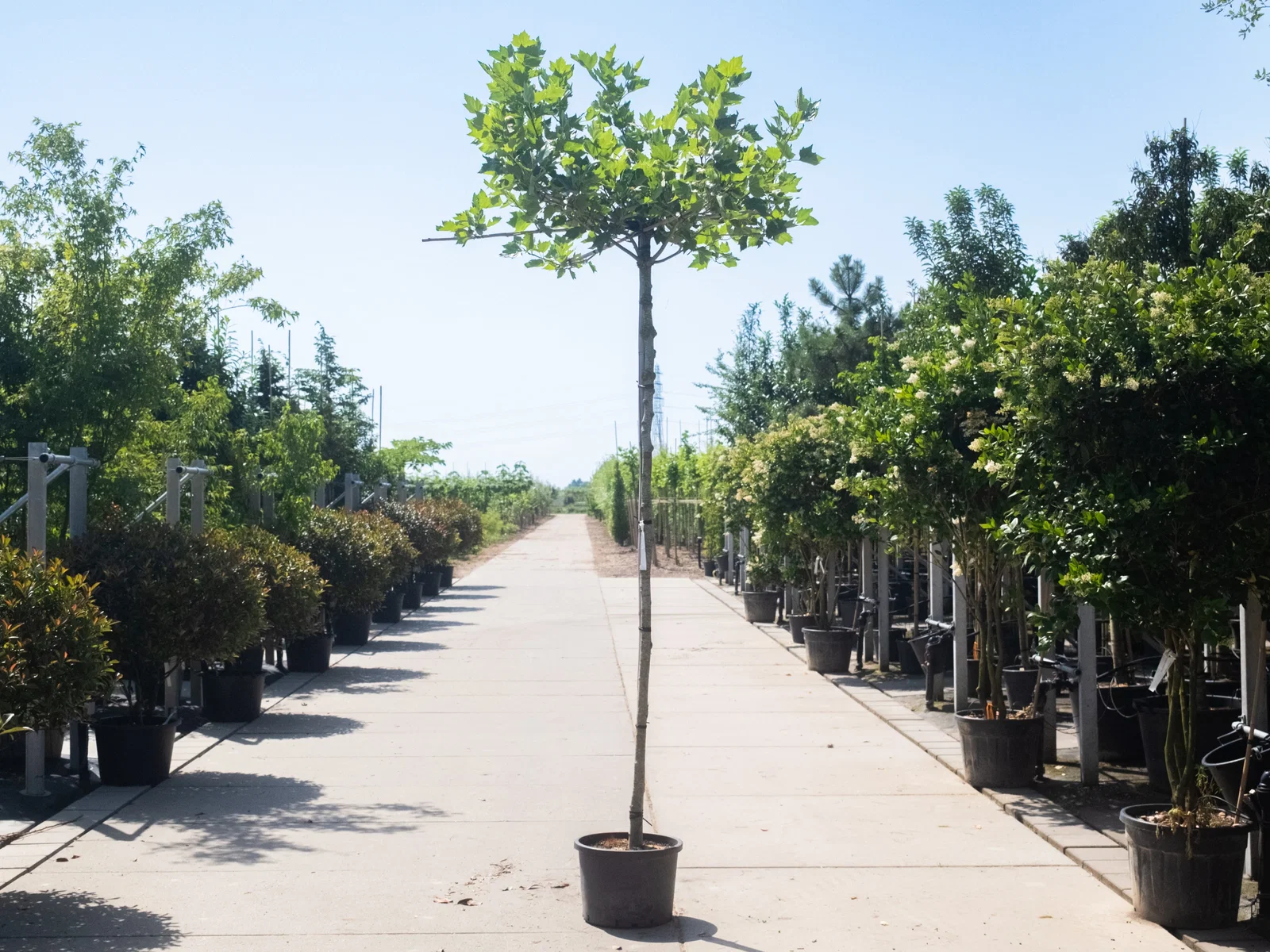 Platanus Hispanica Mittelgroß Dachform (Ahornblättrige Platane)-1