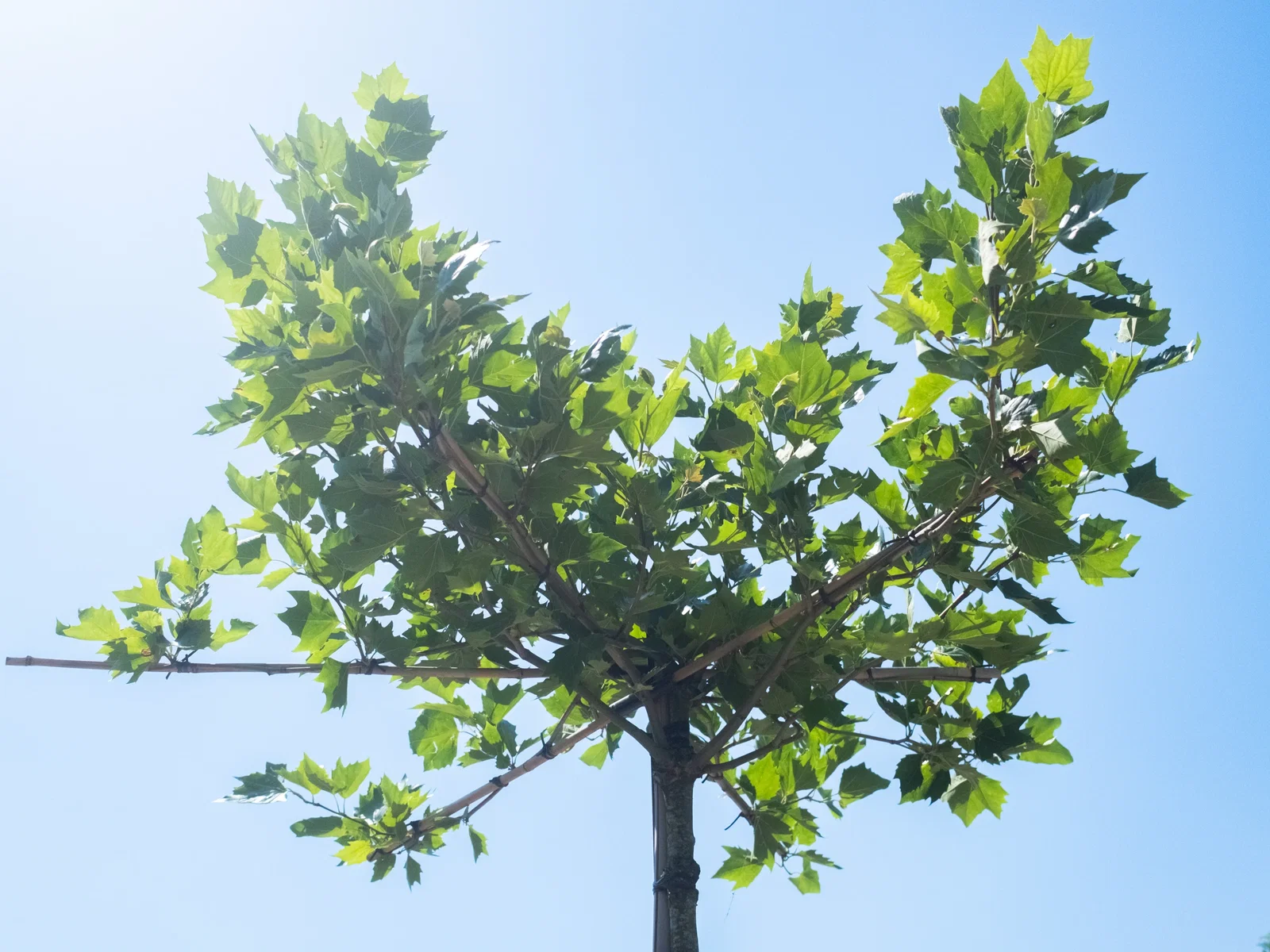 Platanus Hispanica Mittelgroß Dachform (Ahornblättrige Platane)-2
