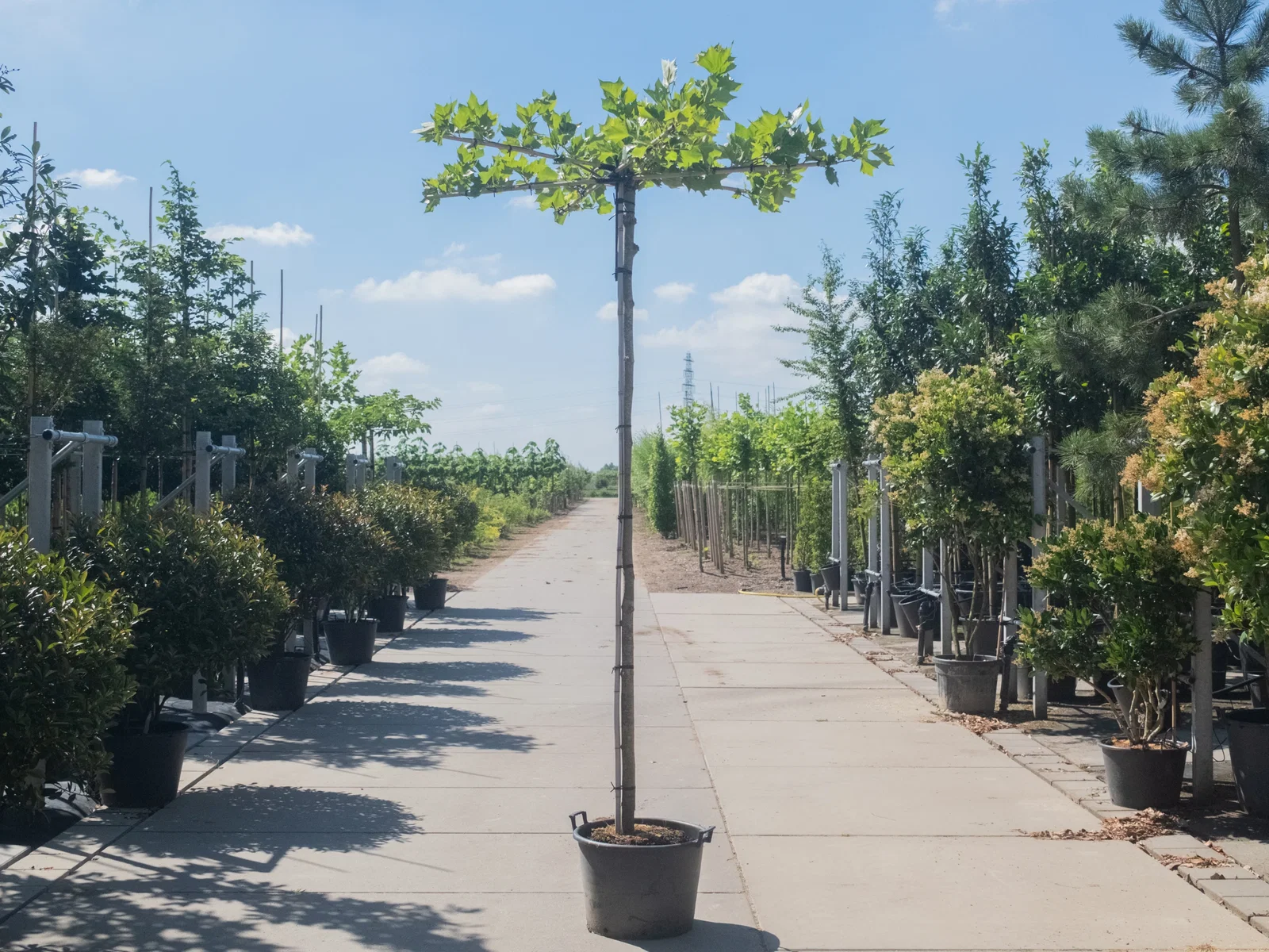 Platanus Hispanica Dachform (Ahornblättrige Platane)-1