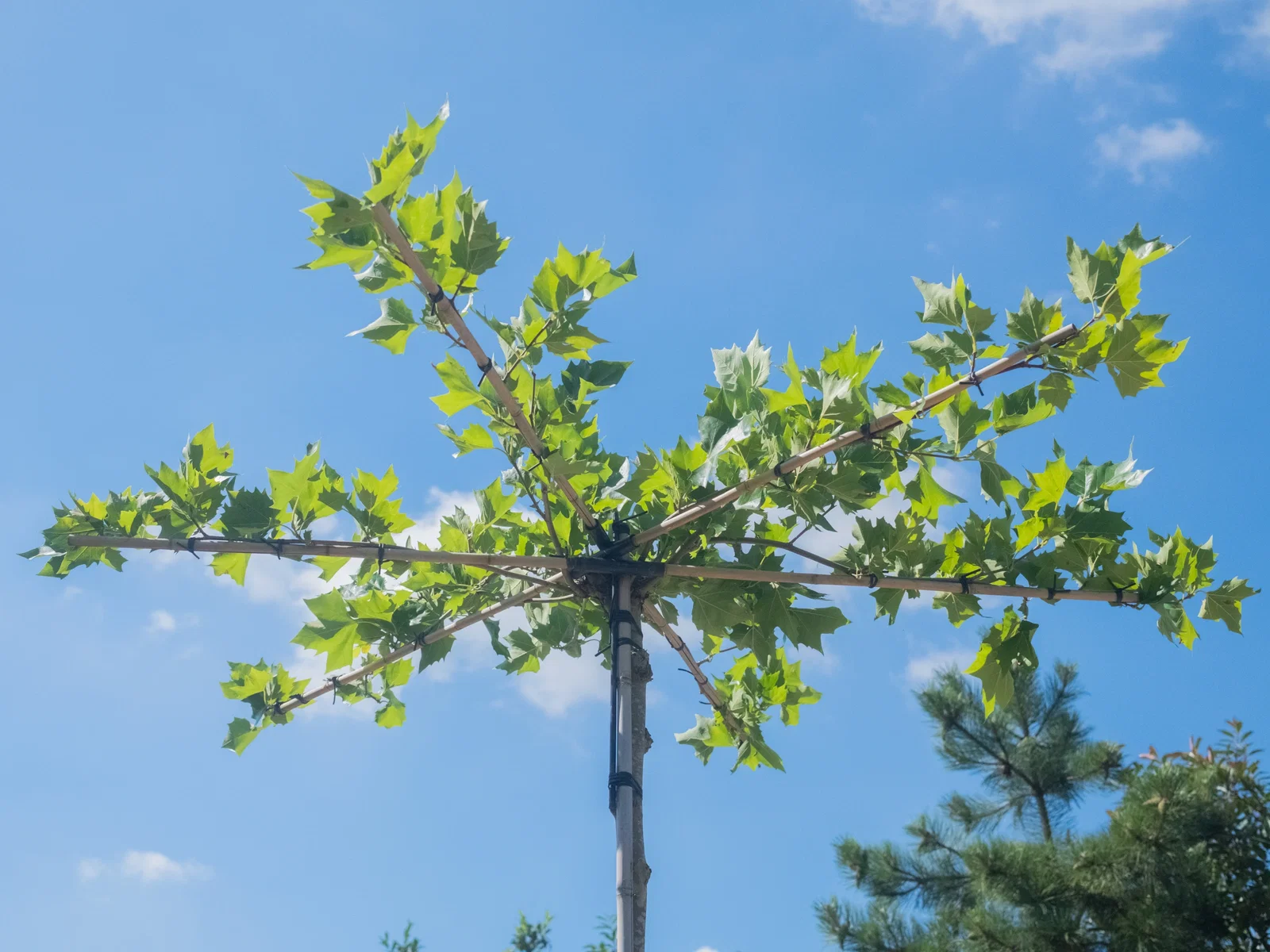 Platanus Hispanica Dachform (Ahornblättrige Platane)-2