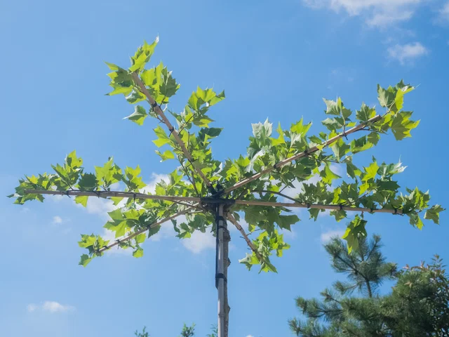 Platanus Hispanica Dachform (Ahornblättrige Platane)