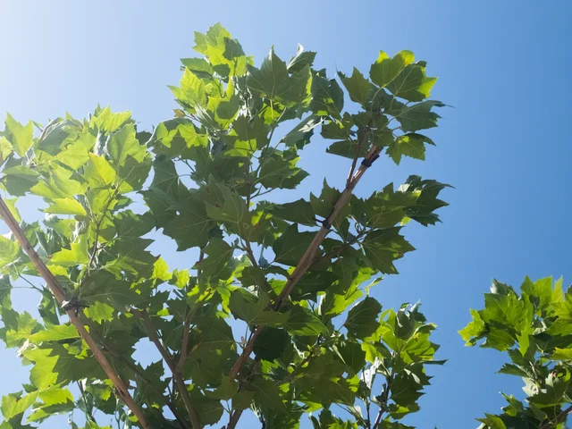 Platanus ‘Alphen‘s Globe‘ Dachform (Kugelplatane)