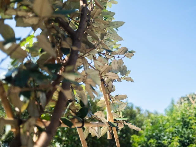 Elaeagnus Ebbingei Spalierbaum (Immergrüne Ölweide)