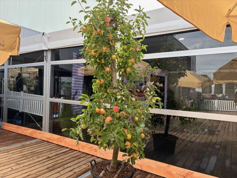 Oude Vruchtappel (Malus domestica Elstar)