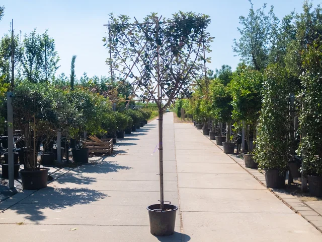 Elaeagnus Ebbingei Spalierbaum (Immergrüne Ölweide)