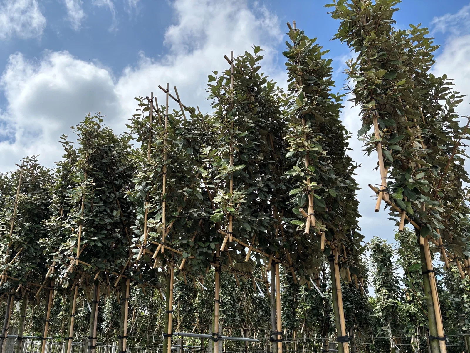 Elaeagnus Ebbingei (Olijfwilg Leiboom)-4