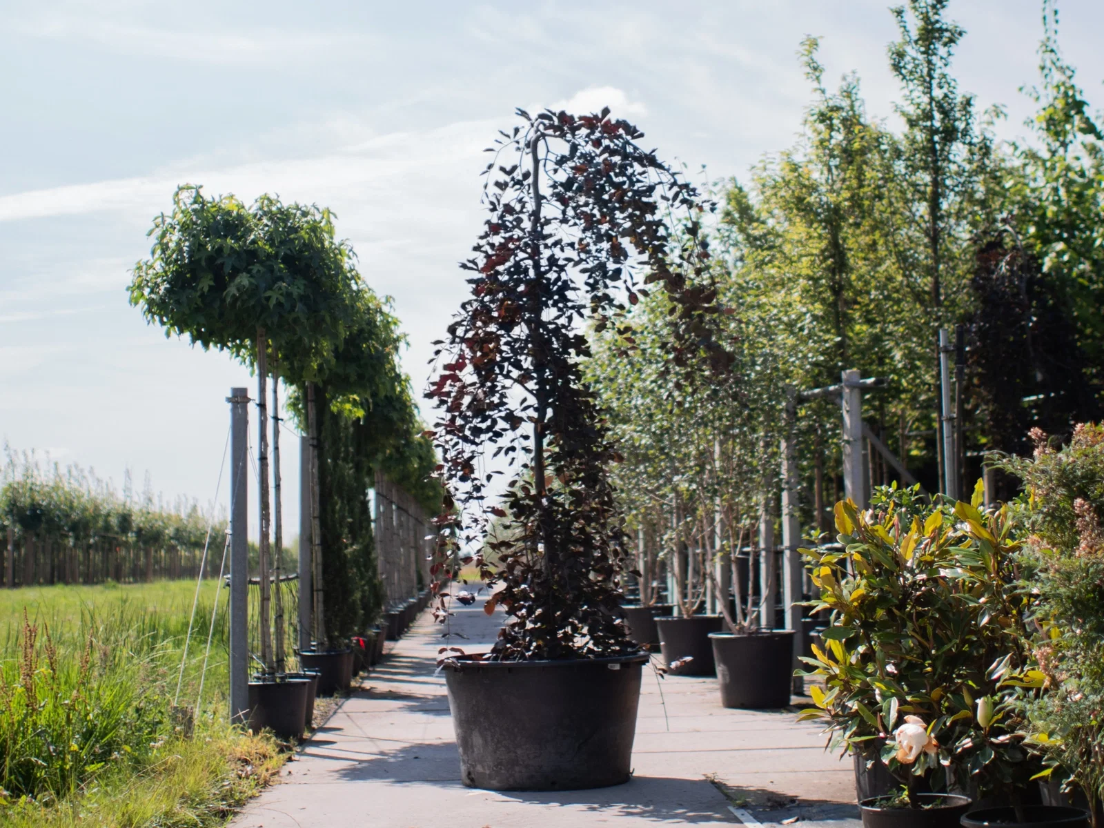 Fagus Sylvatica Purpurea Pendula (Hängebuche)-1