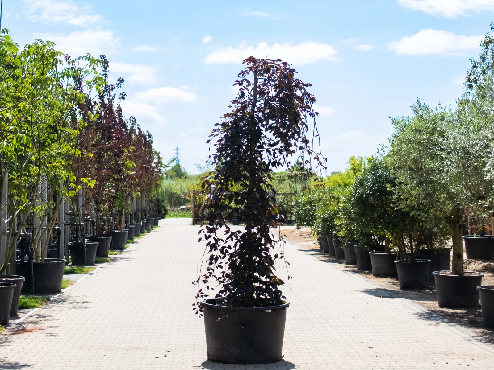 Fagus Sylvatica Purpurea Pendula (Hängebuche)-5