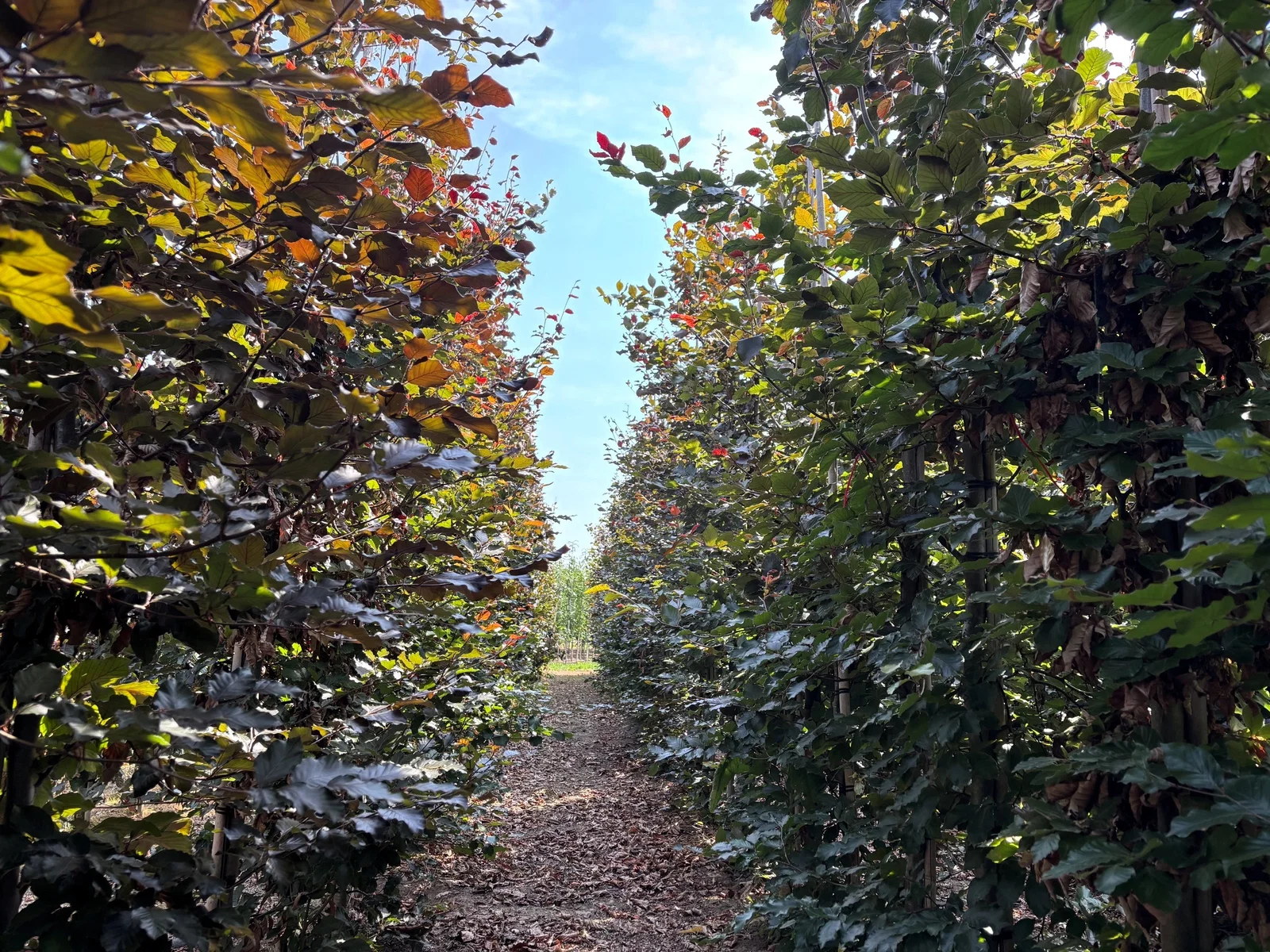 Fagus Sylvatica Atropunicea (Säulenbuche)-6