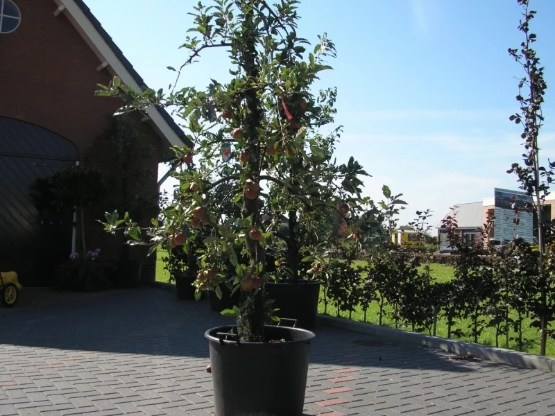 Oude Vruchtappel (Malus domestica Elstar)-3