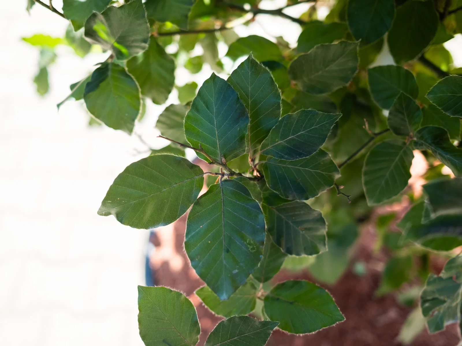 Fagus Sylvatica (Rotbuche)-6
