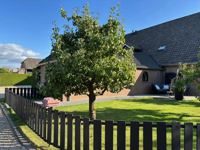 Oude Vruchtpeer (Pyrus c. Conference)-1